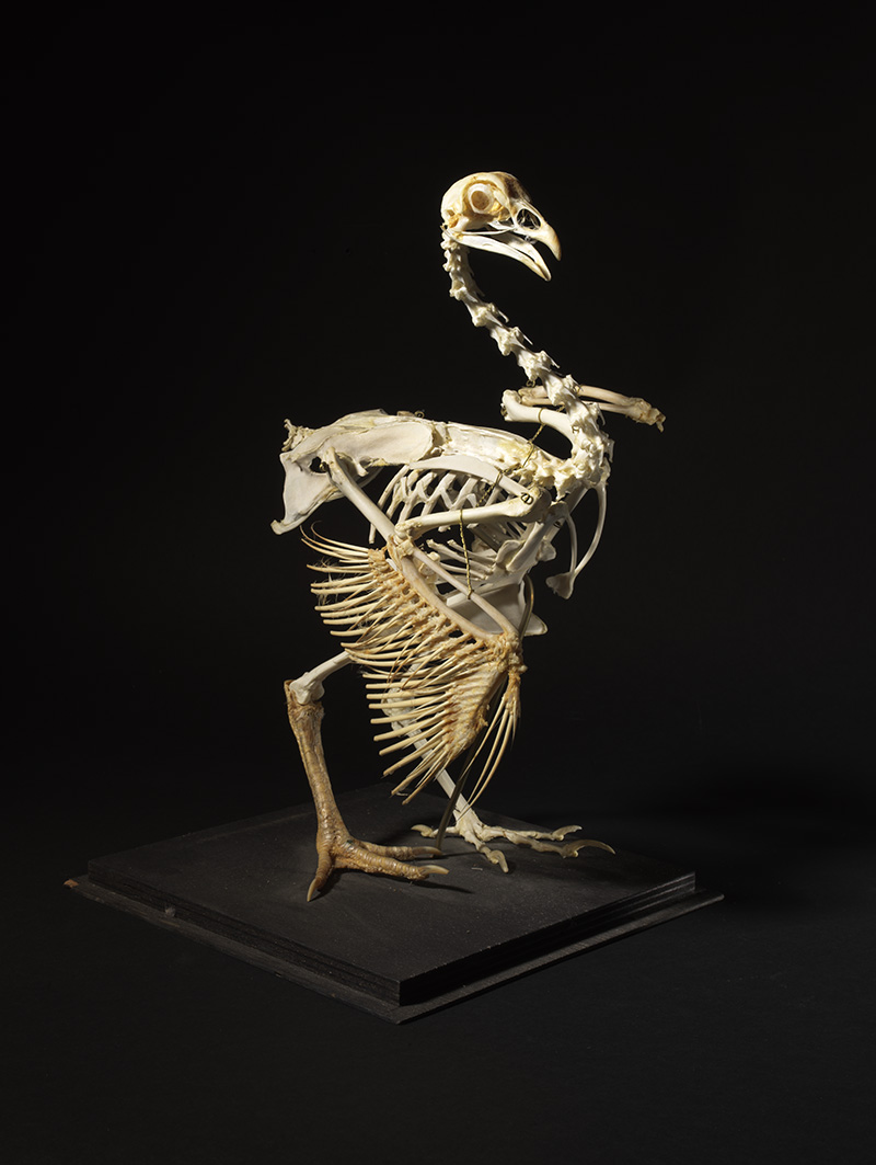 squelette_poule.jpg